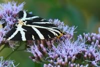 Euplagia quadripunctaria