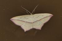 Timandra comae