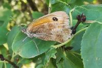 Pyronia tithonus