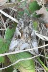 Autographa gamma