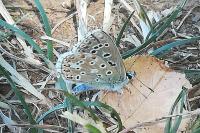 Lysandra bellargus