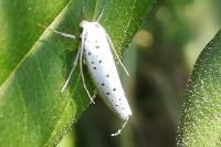 Yponomeuta