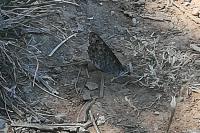 Lasiommata megera