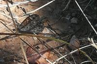 Lasiommata megera