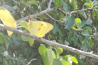 Colias crocea