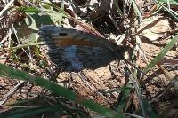 Arethusana arethusa