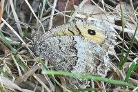 Arethusana arethusa