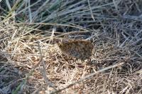 Lasiommata megera