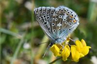 Lysandra bellargus