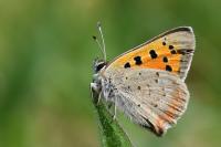 Lycaena phlaeas