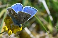 Lysandra bellargus