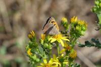 Lycaena phlaeas