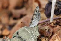 Lasiommata maera