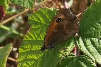 Pyronia tithonus