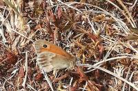 Coenonympha pamphilus