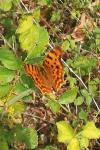Polygonia c-album