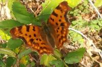 Polygonia c-album