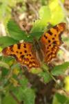 Polygonia c-album