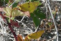 Colias crocea