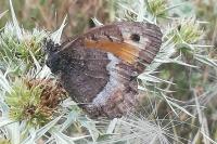 Arethusana arethusa
