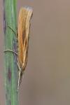 Agriphila tristella