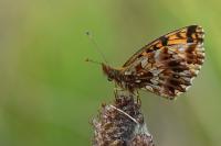 Boloria dia