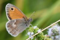 Coenonympha pamphilus