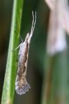 Plutella xylostella