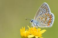 Polyommatus icarus