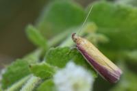 Oncocera semirubella