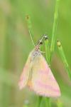 Lythria purpuraria