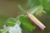 Oncocera semirubella