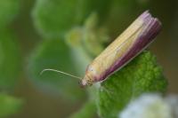 Oncocera semirubella