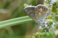 Polyommatus icarus