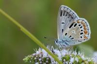 Polyommatus icarus