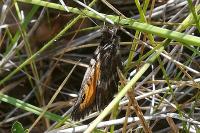 Arethusana arethusa