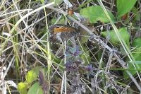Arethusana arethusa
