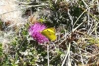 Colias crocea