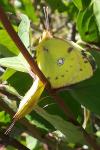 Colias crocea
