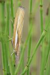 Agriphila tristella