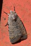 Caradrina clavipalpis