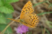 Argynnis paphia