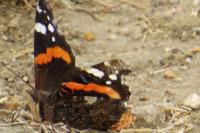 Vanessa atalanta