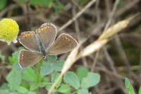 Aricia agestis