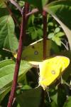 Colias alfacariensis