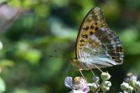Argynnis paphia
