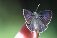 Quercusia quercus