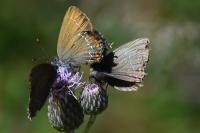 Satyrium ilicis
