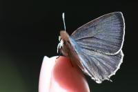 Quercusia quercus