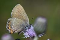 Satyrium ilicis